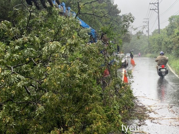烟花颱風豪雨來襲路樹倒塌 龍潭警鋸樹交管 S 15794237
