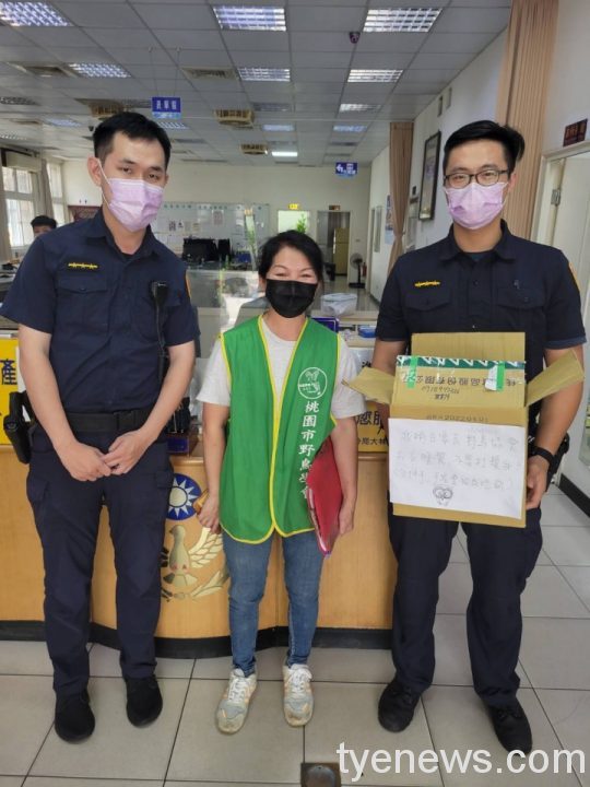 小貓頭鷹現身大林派出所!超萌模樣融化波麗士 S 166240259 scaled 1