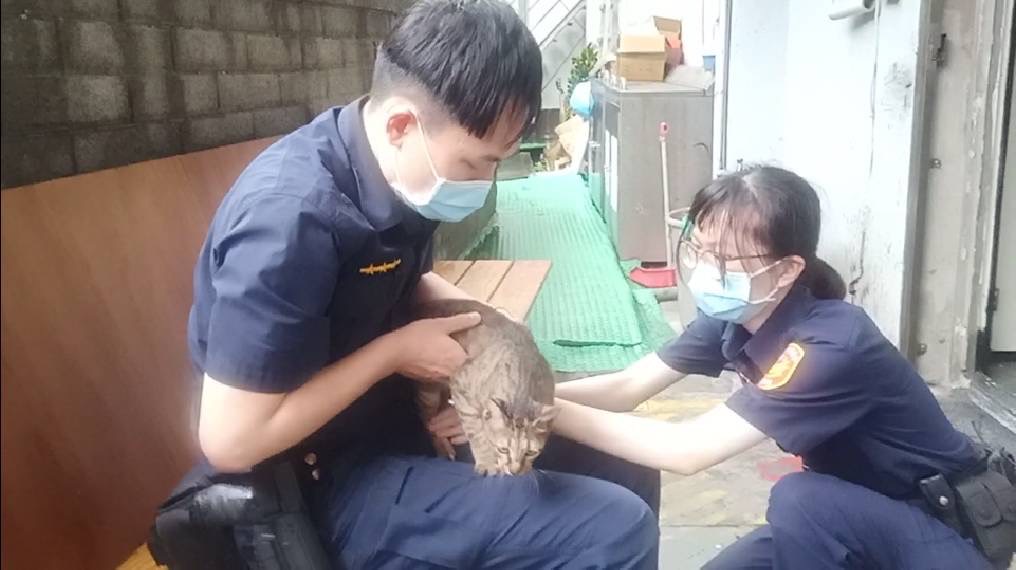 坪頂派出所收編走失小花貓 喵警察「福飽」