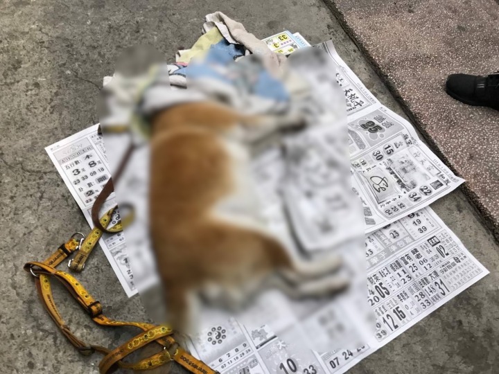 【有片】柴犬過馬路遭輾死!飼主痛心抱起崩潰 S 192987141