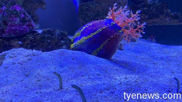 海科館「潮境智能海洋館」巨型水缸探索生態 S 25567463