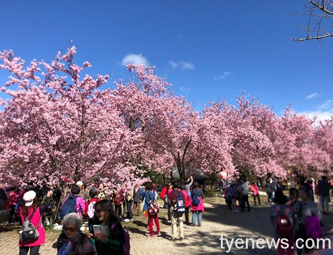 大溪賞櫻熱點228連假將湧人潮 警公告交通疏導措施 S 47210735