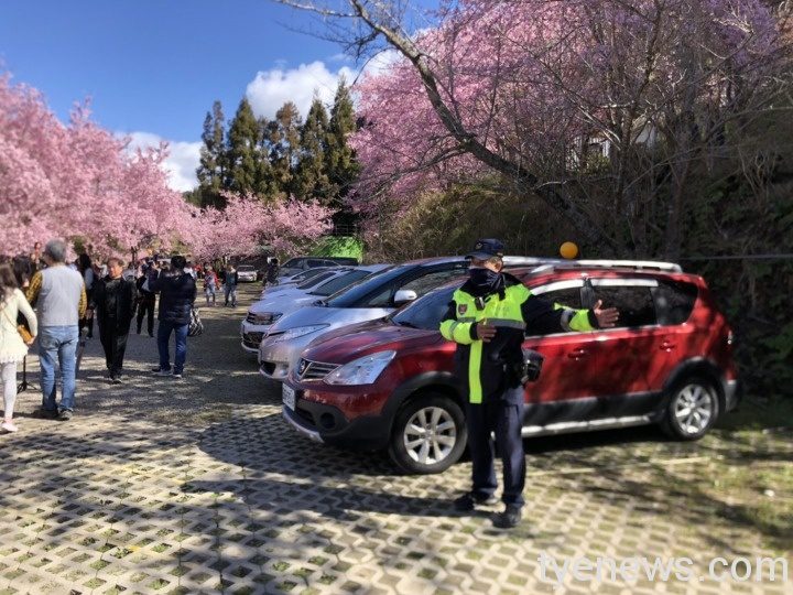 大溪賞櫻熱點228連假將湧人潮 警公告交通疏導措施 S 47210748