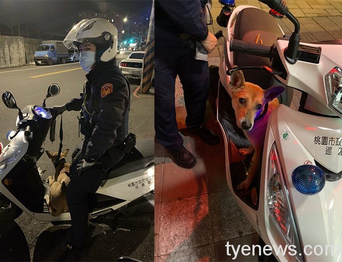 自強所警巡邏巧遇民眾走失毛孩 熱心帶回助團圓 S 65888292