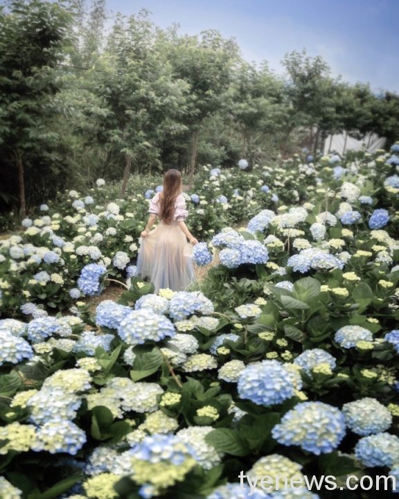 桃園繡球花季登場 花團錦簇妝點初夏浪漫 S 74932271 scaled 1