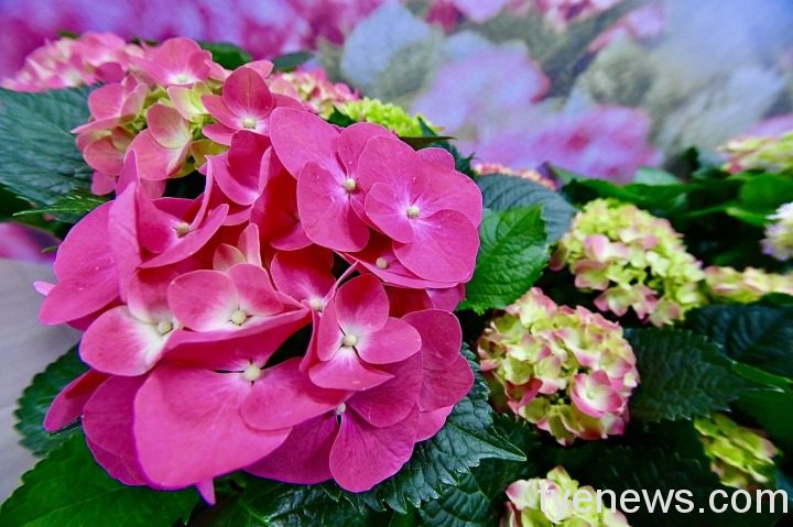 桃園繡球花季登場 花團錦簇妝點初夏浪漫 S 74932277