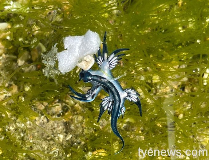 「海神」藍色美麗身影出沒!驚艷海科館及遊客 S 99246140