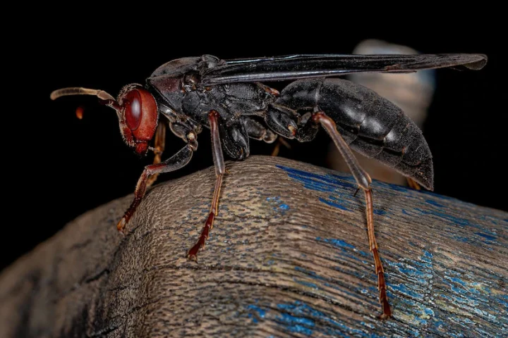 家有胡蜂築巢別害怕 無法共存就找專家 adult umbrella paper wasp genus polistes 313877 7821 scaled 1