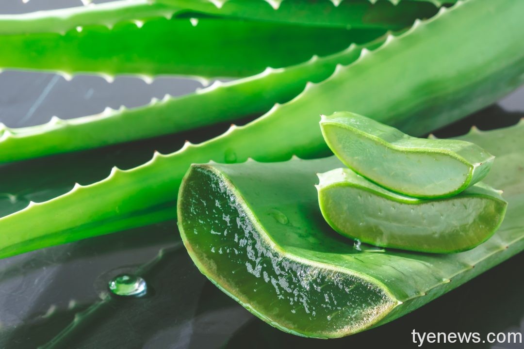 aloe vera plant