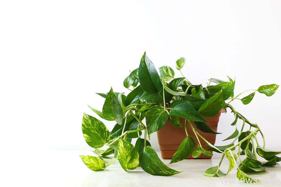 golden pothos epipremnum aureum white table living room home garden