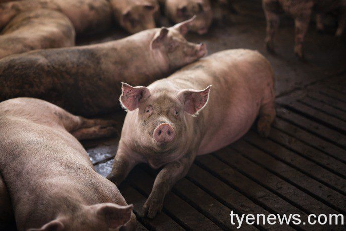 農委會:國內毛豬供應充裕 勿趁機哄抬豬價 group of pigs domestic animals at pig farm