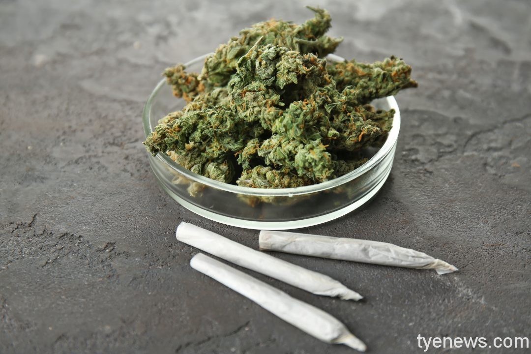航警桃機查獲市值10億走私大麻花 136公斤全藏行李箱 heap weed buds petri dish with cigarettes grey table