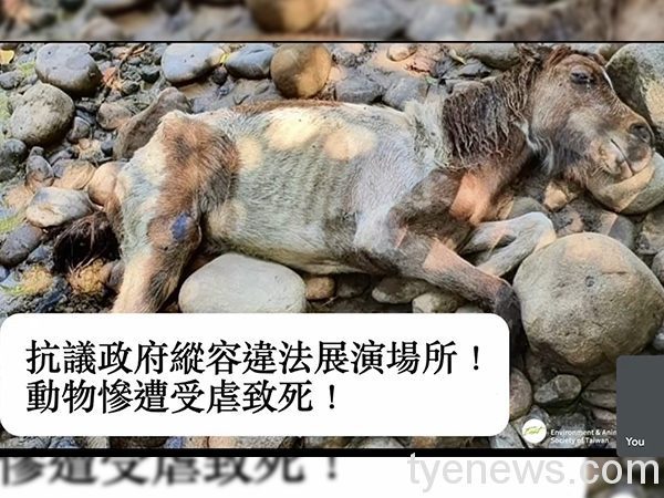 春天農場不當飼養致幼馬死亡 桃市動保處行政裁罰10萬元 messageImage 1629336229754