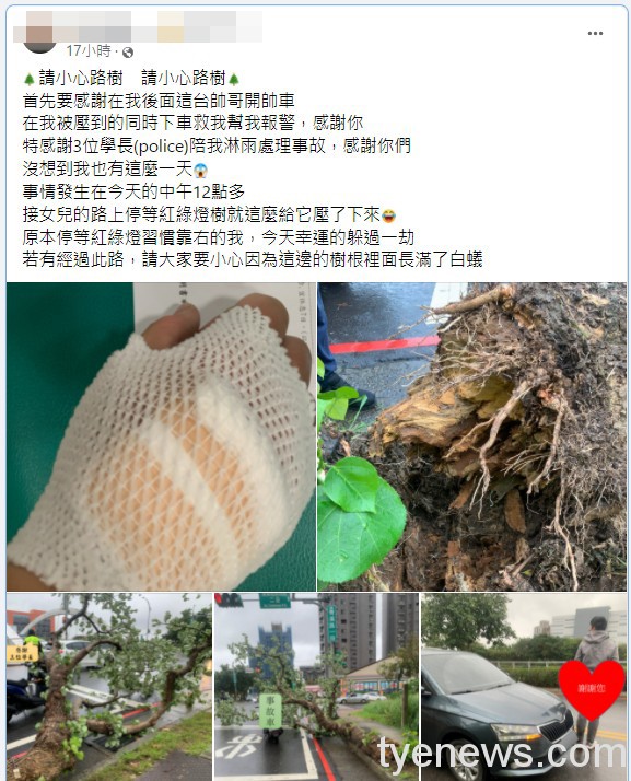 【有片】驚險!路樹疑蟲蛀倒塌壓向無辜騎士 網:可申請國賠 messageImage 1637636160898