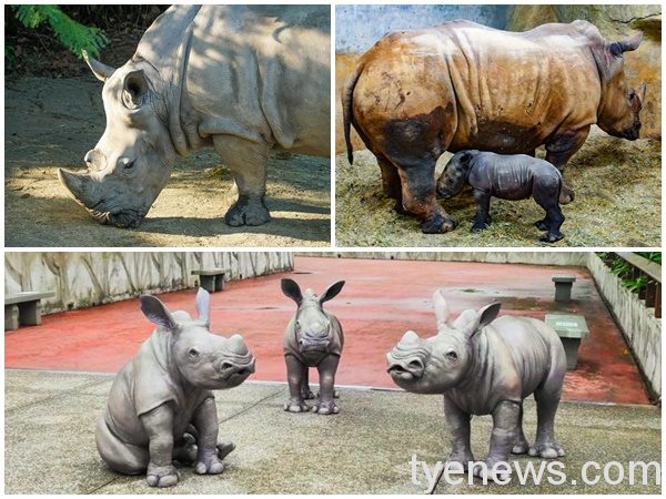 台北市立動物園設新地標「犀牛雕塑」推廣保育活動。圖:北市動物園提供 台北市立動物園設新地標「犀牛雕塑」推廣保育活動。圖:北市動物園提供