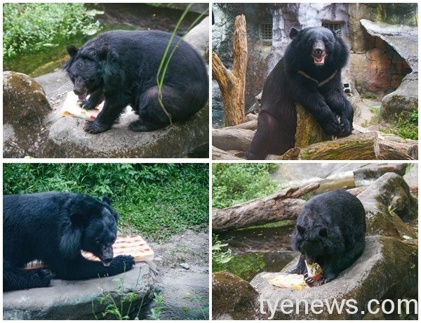 【有片】北市動物園製「國旗冰」熊熊黑皮透心涼 page 13 5