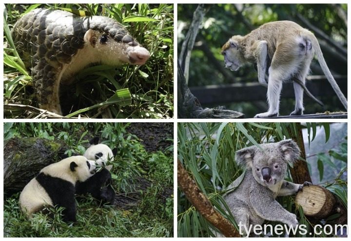 台北動物園門票凍漲25年 市調7成4遊客支持調漲 page 13