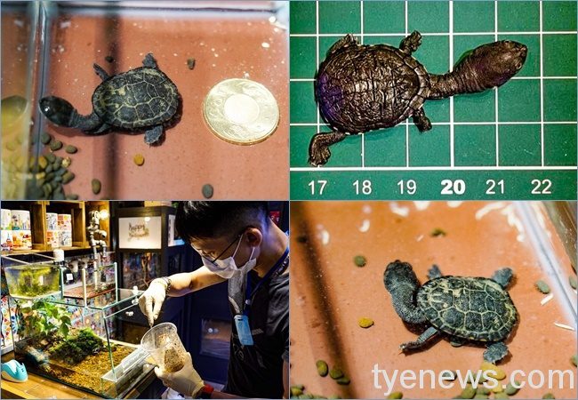 【有片】羅地島蛇頸龜繁殖成功 寶寶愛挑食保育員傷腦筋 page 43 1