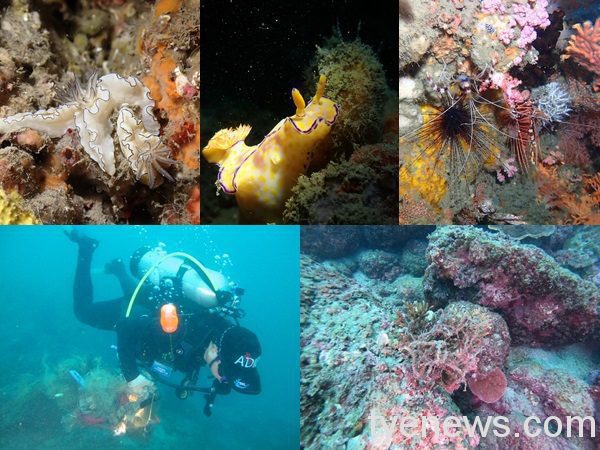 潮境海灣驚見珊瑚斷枝 海科館籲共同維護海洋資源 page 52 1
