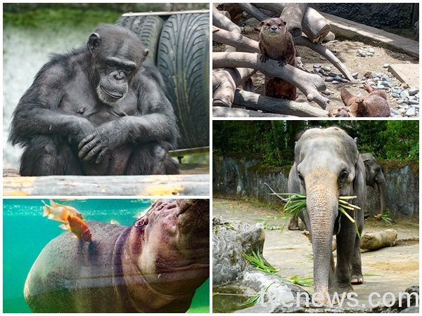 北市動物園封園77天,終於要在8/1重新和大家見面了。圖:北市動物園提供 北市動物園封園77天,終於要在8/1重新和大家見面了。圖:北市動物園提供