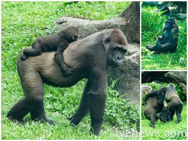 【有片】北市動物園金剛猩猩二寶滿月 Iriki輕鬆育兒 page 7 8