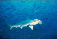 投書/三接遷離大潭無助保育紅肉丫髻鮫