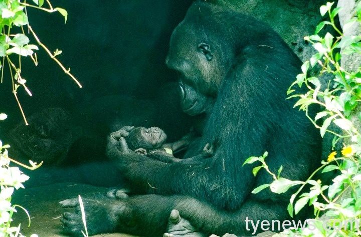 【有片】北市動物園金剛猩猩二寶滿月 Iriki輕鬆育兒 「Iriki」看著寶寶的眼神充滿了慈愛