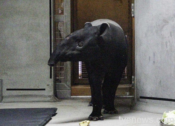 【有片】馬來貘「Putri」來臺與小鮮肉配對 期待迎接貘寶寶 「Putri」淡定地走出運輸籠進入隔離舍