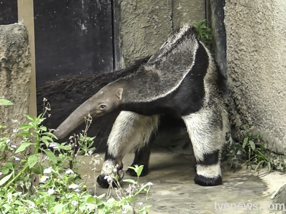 沒上80萬戀愛課?母胎單身大食蟻獸急脫魯 求歡慘遭拒