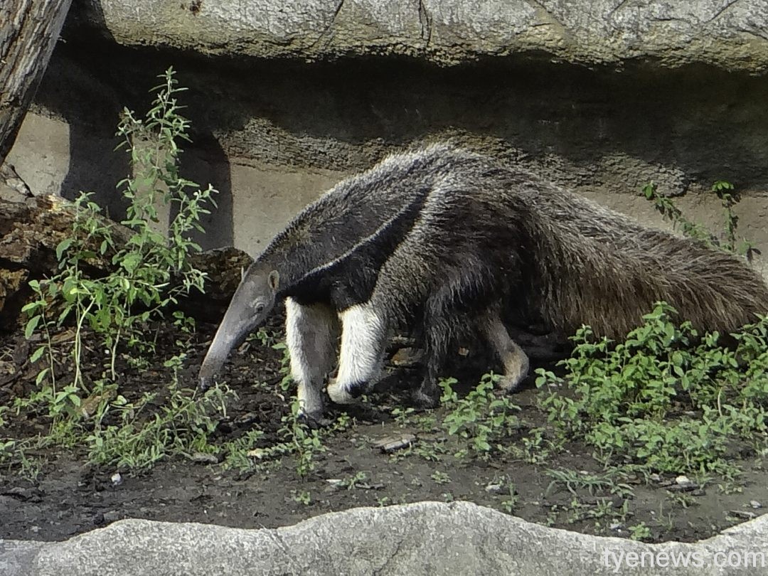 「口袋莎」比「三平」更早加入動物園，挾著地利之便，平時的作風十分強勢，恰北北的舉動讓保育員形容她根本就是【野蠻女友】