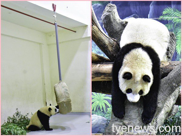 「圓寶」曾經爬到至高點咬繩結，為了安全保育員只好在繩子上套塑膠管，預防「圓寶」