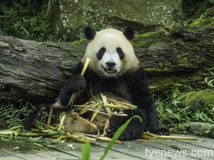 「圓寶」：什麼是「三貓」？就是貓熊、貓纜和貓空啊！（詹德川攝）