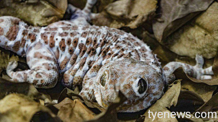 【有片】台北動物園「大壁虎」繁殖小寶寶 身穿花衣超可愛 「大壁虎」爸爸正在脫皮