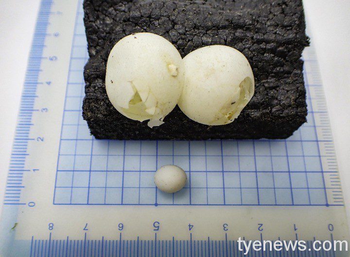 【有片】台北動物園「大壁虎」繁殖小寶寶 身穿花衣超可愛 「大壁虎」的卵比一般常見壁虎的卵大很多