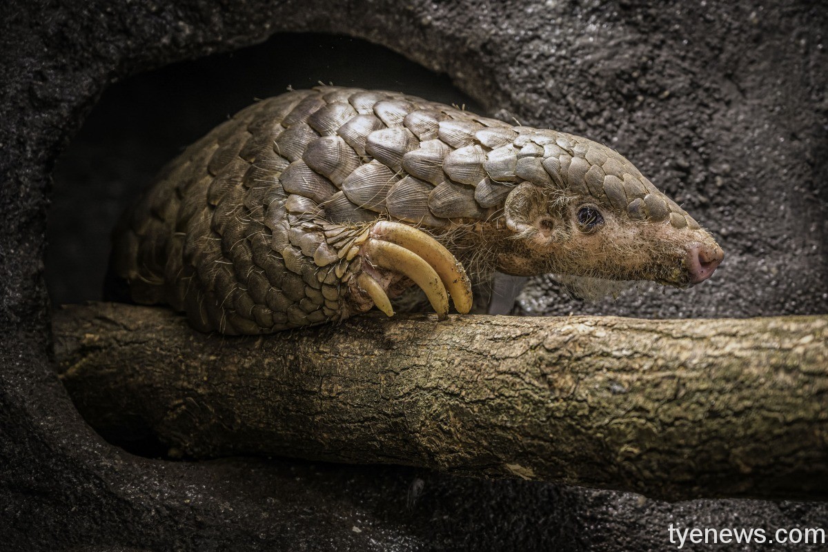 「果寶（Hugo）」（photo by Prague Zoo） 2 1