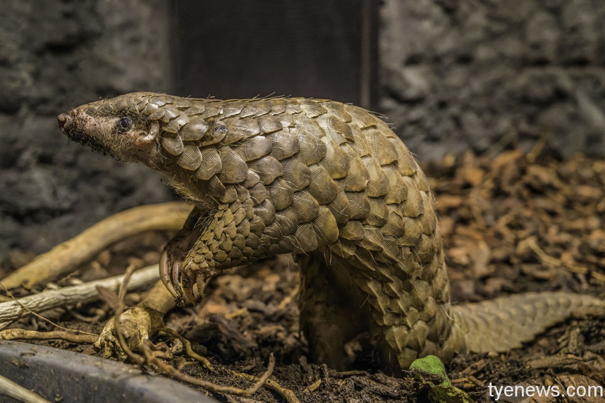 「潤喉糖（Fazolka）」（photo by Prague Zoo） 2