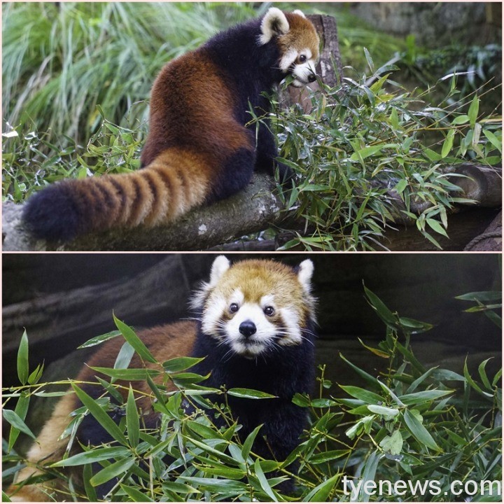 【有片】小熊貓寶寶長大囉!調皮搶媽咪食物愛當跟屁蟲 「美可」是位稱職又美麗的小貓熊媽媽