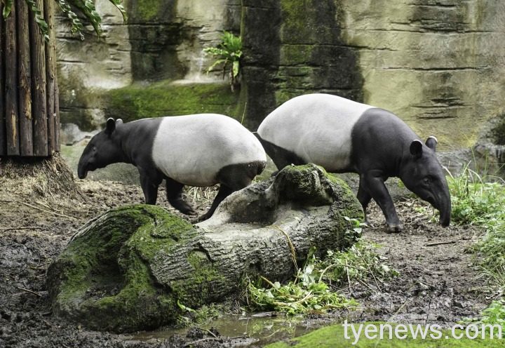 「貘豆」（左）：希望我長大後，動物園也能幫我找到合適的伴侶「貘芳」：一定會的，