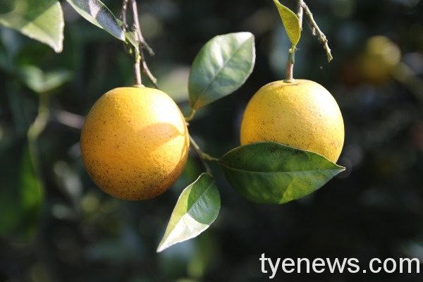 企業好田計畫 為小農夫實現大夢想 三小市集柳丁好田