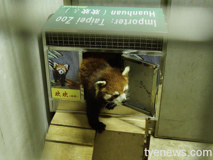 不同的動物都會依狀況需求，安排在適合的欄舍內隔離（小貓熊）