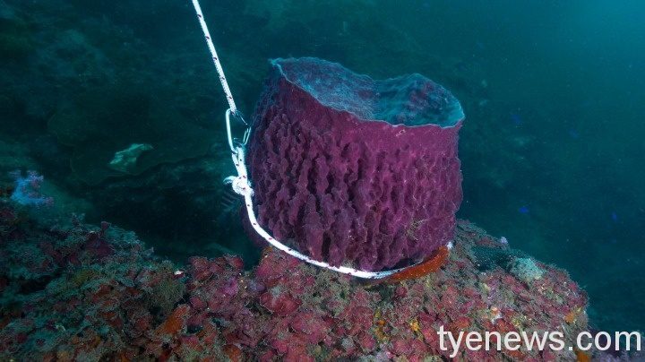 潮境海灣驚見珊瑚斷枝 海科館籲共同維護海洋資源 不當的遊客把潮境水下的桶形海棉五花大綁起來
