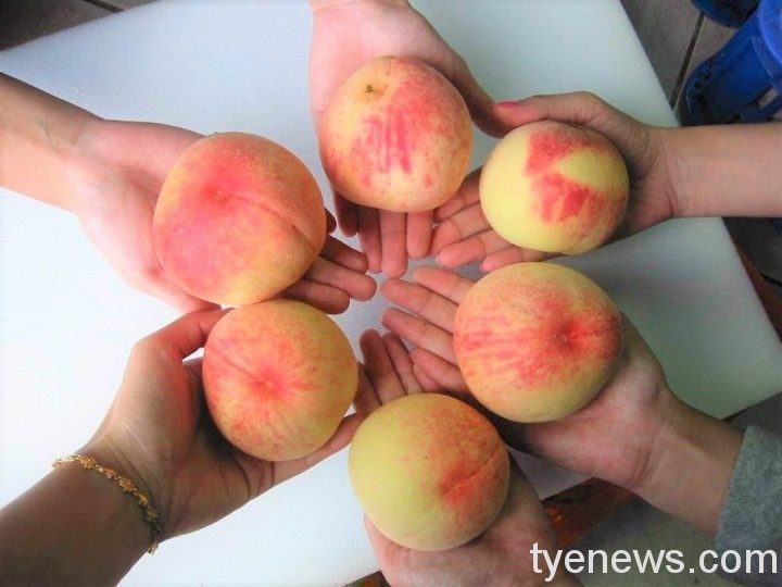 中原大學挺原民果農 認購水蜜桃送暖醫護 中原資管系發起認購拉拉山水蜜桃 邀您「疫起挺醫護、助小農」