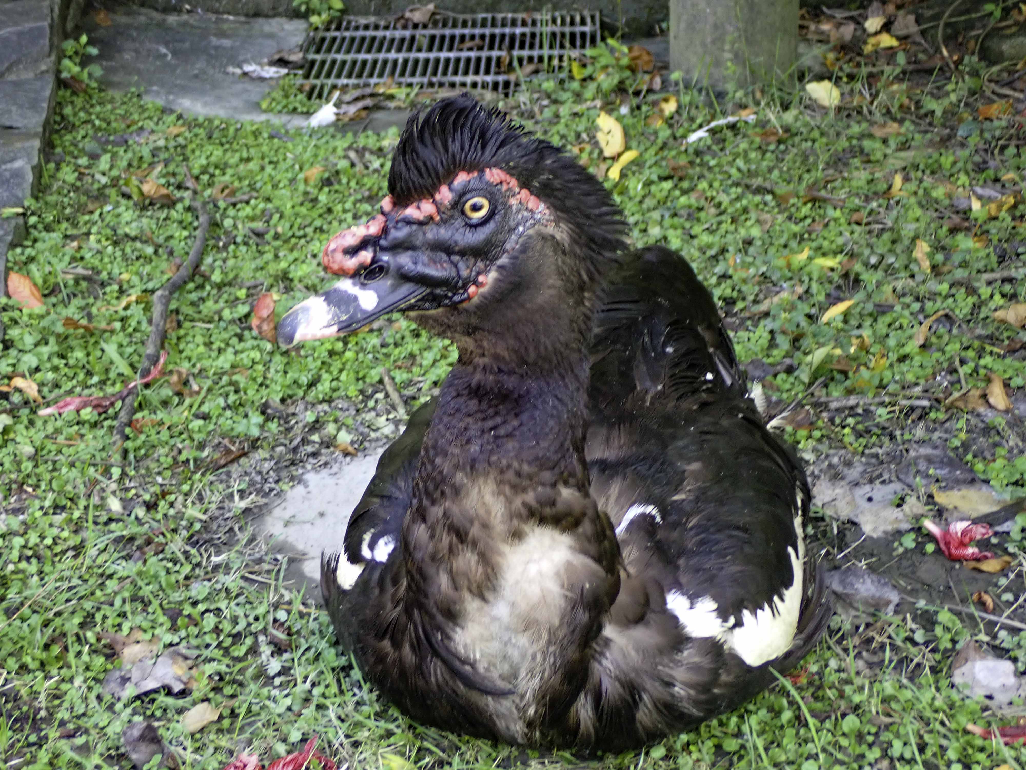 白羅曼鵝不合群拒下水 竟是旱「鵝」子 住在兒童動物區裡不下水游泳的鴨子