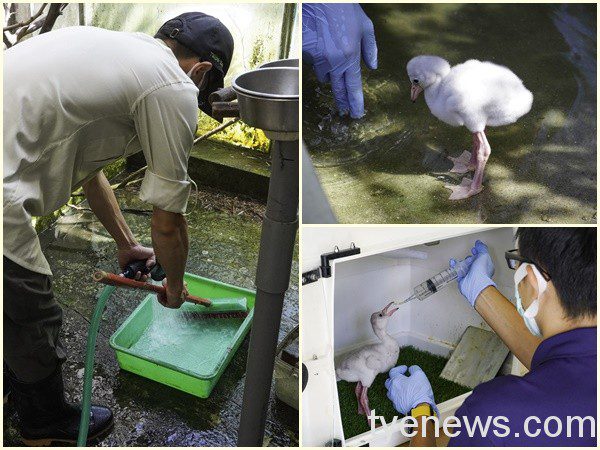 台北動物園開箱「鳥類育嬰房」分享保育員工作甘苦談 保育員教導大紅鶴寶寶游泳的技巧