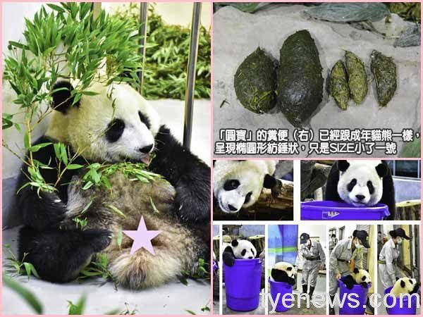 保育員要打掃但「圓寶」不想動，只好開「藍寶堅尼」送她回家！