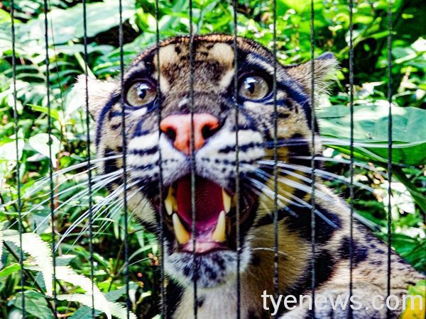 8/4是一年一度的「國際雲豹日」。圖：北市動物園提供