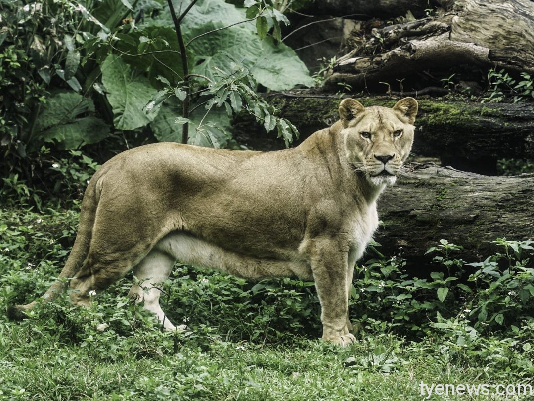 傲嬌美洲獅身手太靈活 考驗獸醫師「吹箭」功力