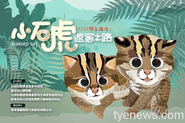 【有片】石虎兄妹回歸野外 二哥留動物園作年輕血源 兩隻石虎寶寶即將在明天展開返家的旅程