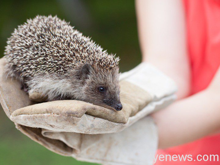 戶外旅遊享受自然美景 遇見野生動物別亂碰 刺蝟14772056