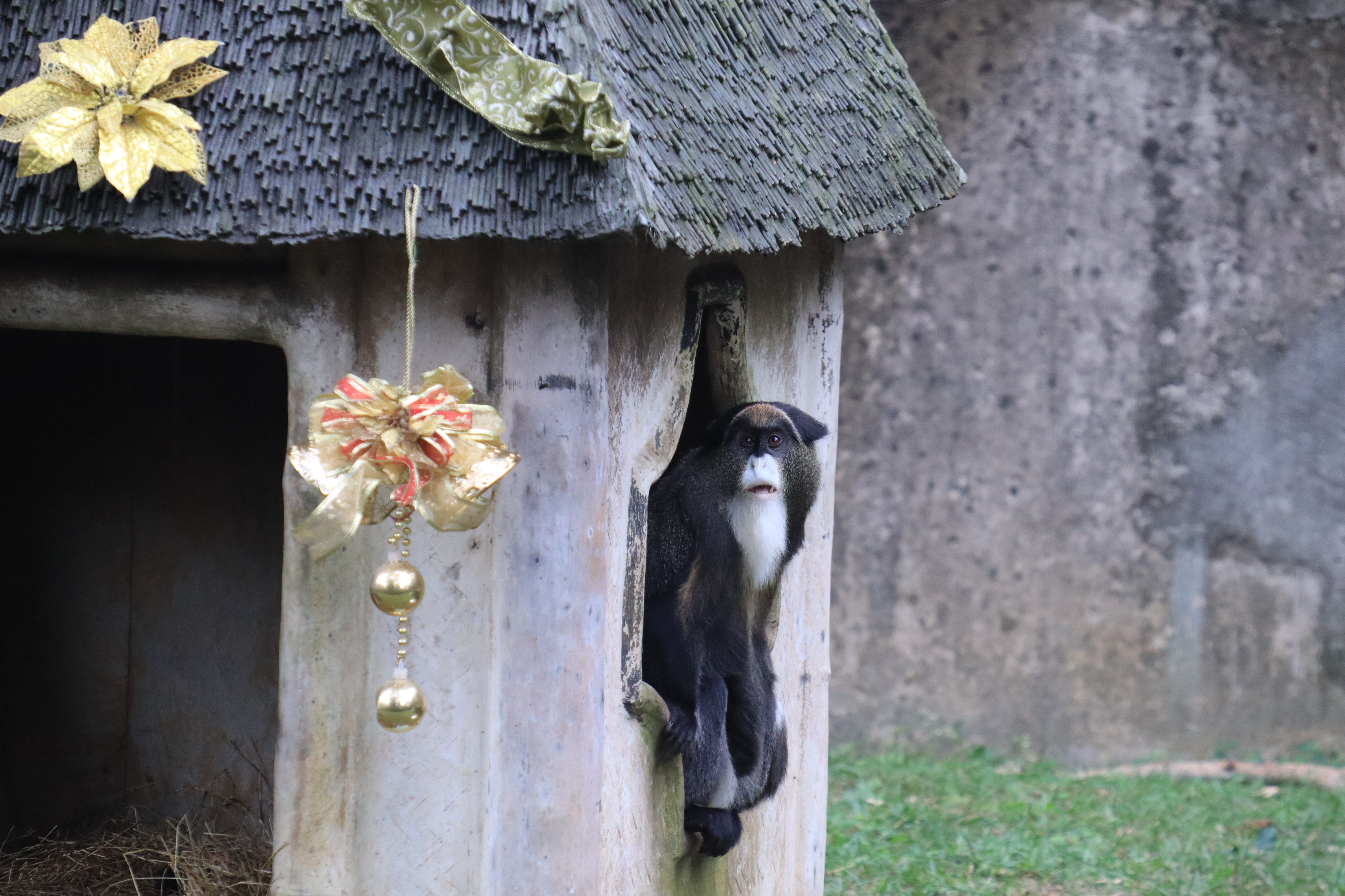六福村非洲部落猴園區 白髯翁面猴來當耶誕老公公 動物界的耶誕老公公 「白髯翁面猴」。圖 六福村提供